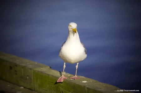 Bohuslen Blog Blog011