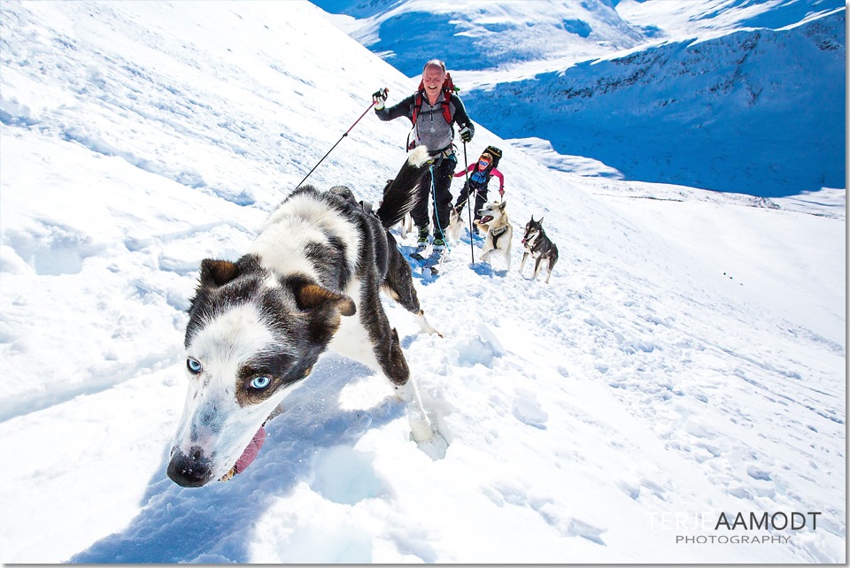 hundekjoring_ski_0001.JPG