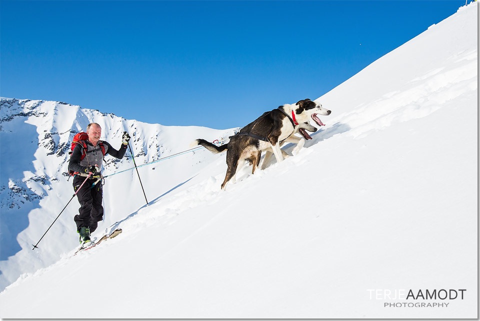 hundekjoring_ski_0002.JPG