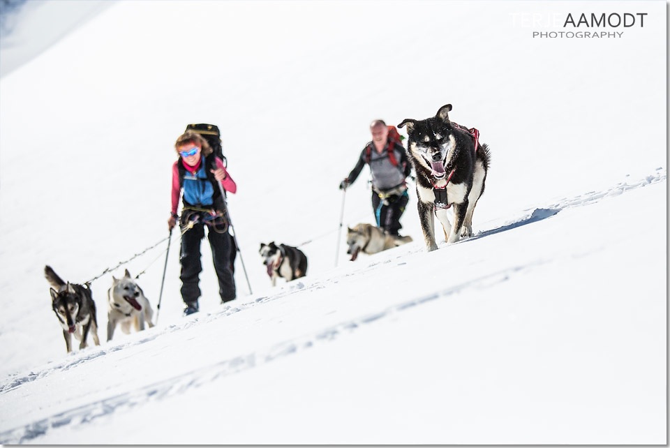 hundekjoring_ski_0003.JPG